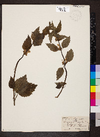 Lamium galeobdolon image