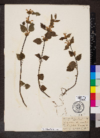 Lamium galeobdolon image