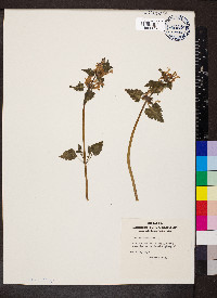 Lamium maculatum image