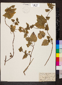 Lamium maculatum image