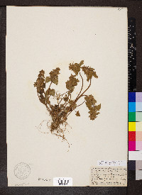 Lamium purpureum var. incisum image