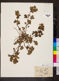 Lamium purpureum var. incisum image