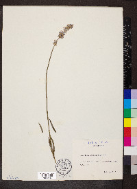 Lavandula angustifolia image