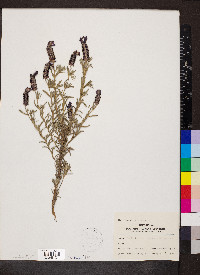 Lavandula stoechas image