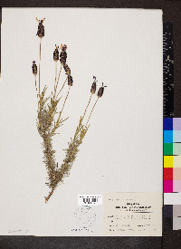 Lavandula stoechas image