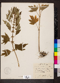 Leonurus cardiaca image