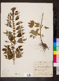 Leonurus cardiaca image