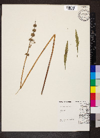 Leonurus cardiaca image