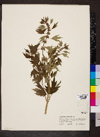Leonurus cardiaca image