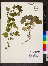 Leonurus cardiaca image