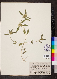Leucas aspera image