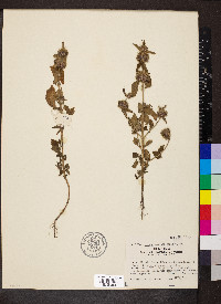 Leucas martinicensis image