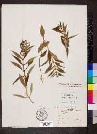 Lycopus rubellus image