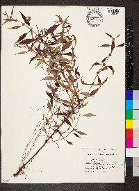 Lycopus rubellus image