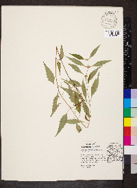 Lycopus rubellus image