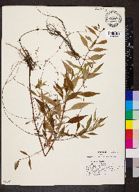 Lycopus rubellus image