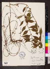 Lycopus rubellus image