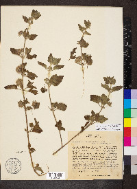 Marsypianthes chamaedrys image