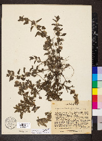 Marsypianthes chamaedrys image