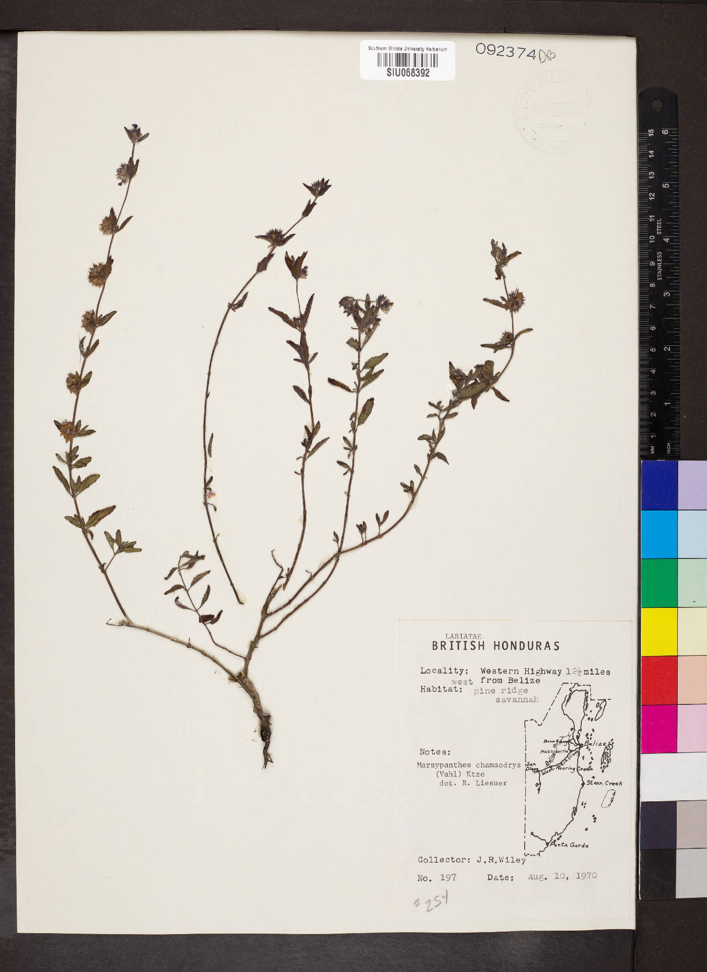Marsypianthes chamaedrys image
