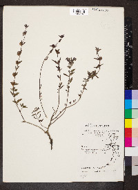 Marsypianthes chamaedrys image