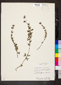 Marsypianthes chamaedrys image