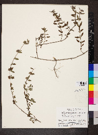 Marsypianthes chamaedrys image