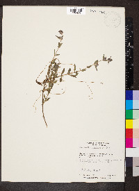 Marsypianthes chamaedrys image