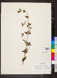 Marsypianthes chamaedrys image