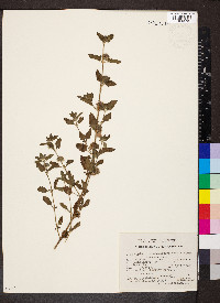 Marsypianthes chamaedrys image