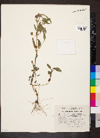 Marsypianthes chamaedrys image