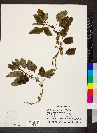 Melissa officinalis image