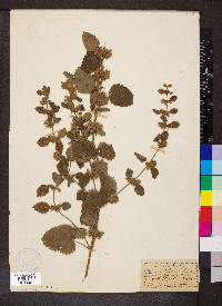 Melissa officinalis image