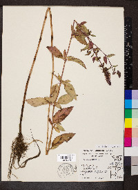 Mentha × piperita image
