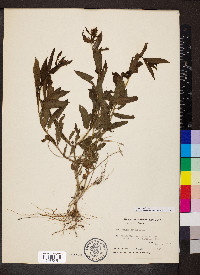 Mentha × piperita image
