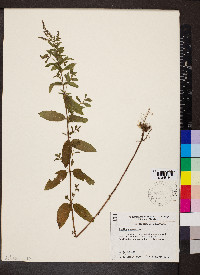 Mentha spicata image