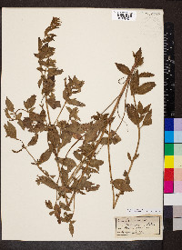 Mentha x verticillata image