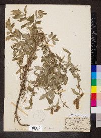 Mentha longifolia image