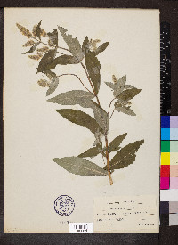 Mentha longifolia image