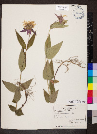 Monarda bradburiana image