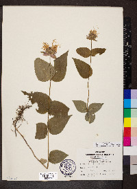 Monarda bradburiana image