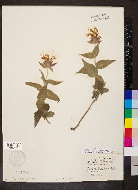 Monarda bradburiana image