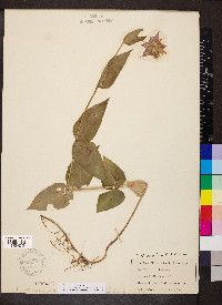 Monarda bradburiana image