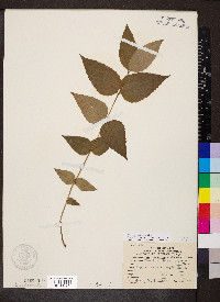 Monarda bradburiana image