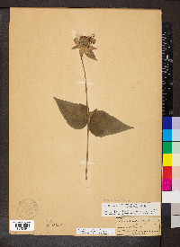 Monarda bradburiana image