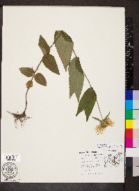 Monarda bradburiana image