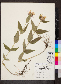 Monarda bradburiana image