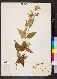 Monarda bradburiana image