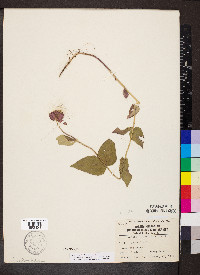 Monarda bradburiana image
