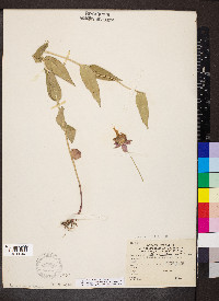 Monarda bradburiana image